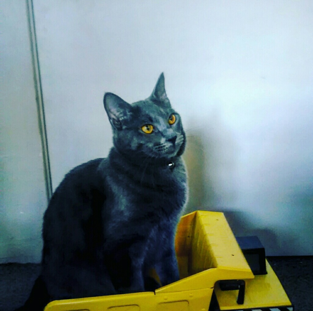 Meet your Posher, Rebekah